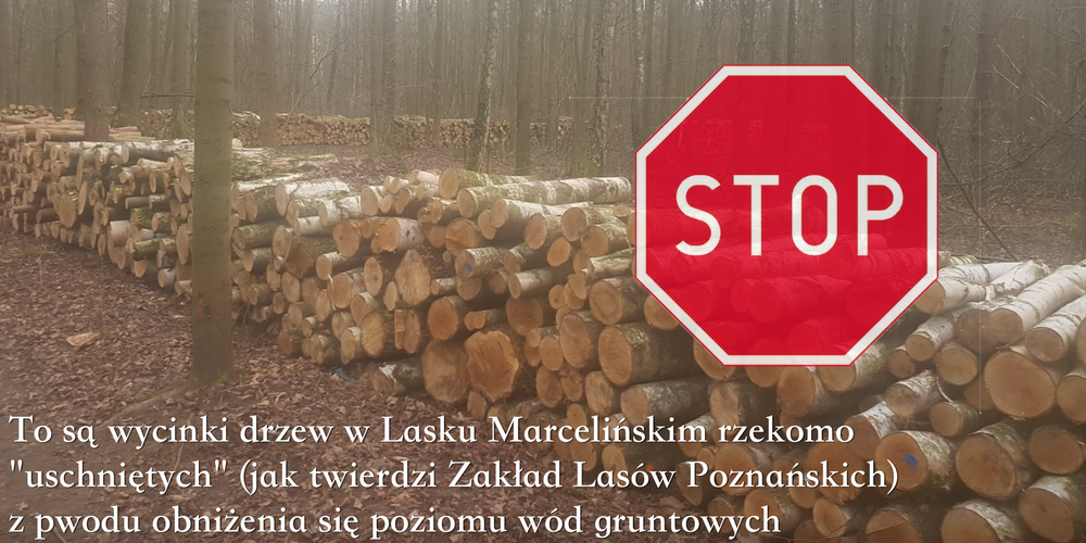 Lasek Marceliński – wycinka drzew